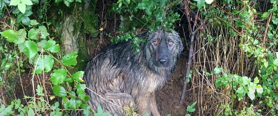 Cão abandonado espera na chuva a família que o deixou