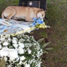 Cão caramelo acompanha sepultamento e deita na sepultura