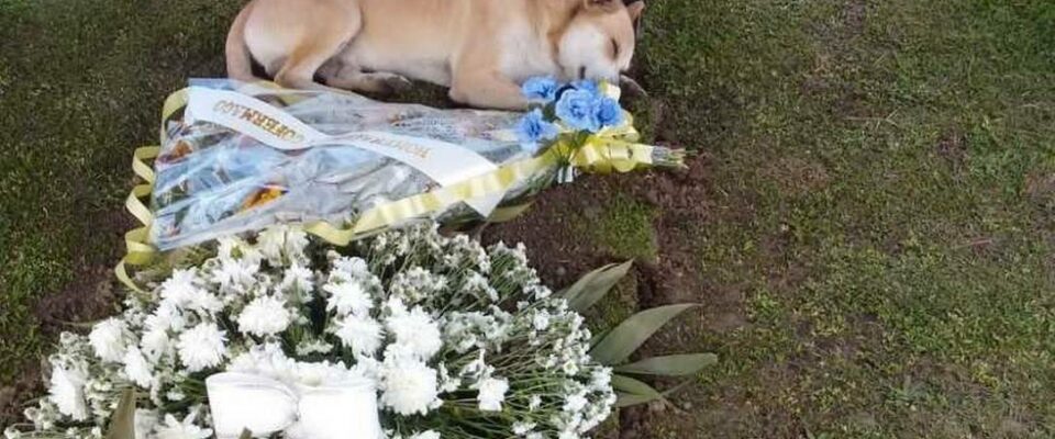 Cão caramelo acompanha sepultamento e deita na sepultura