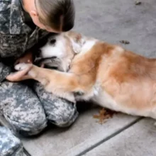 Cão começa a chorar quando vê sua melhor amiga voltar do Exército