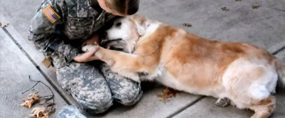 Cão começa a chorar quando vê sua melhor amiga voltar do Exército