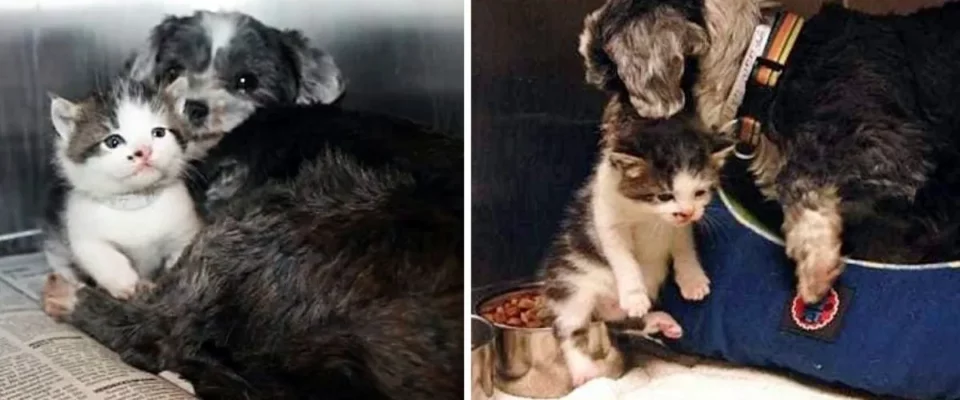 Cão de rua resgata gatinho de rua, cuida dele e salva sua vida