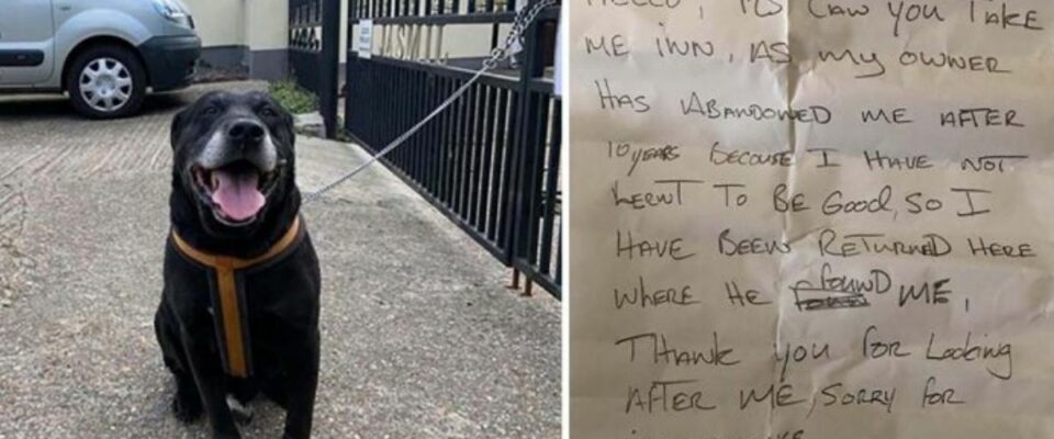 Cachorro é deixado na rua após 10 anos com um bilhete