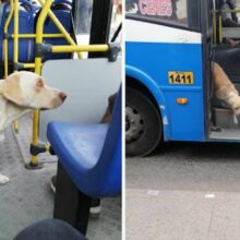Cão perdido entra no ônibus todos os dias a procura de seu tutor