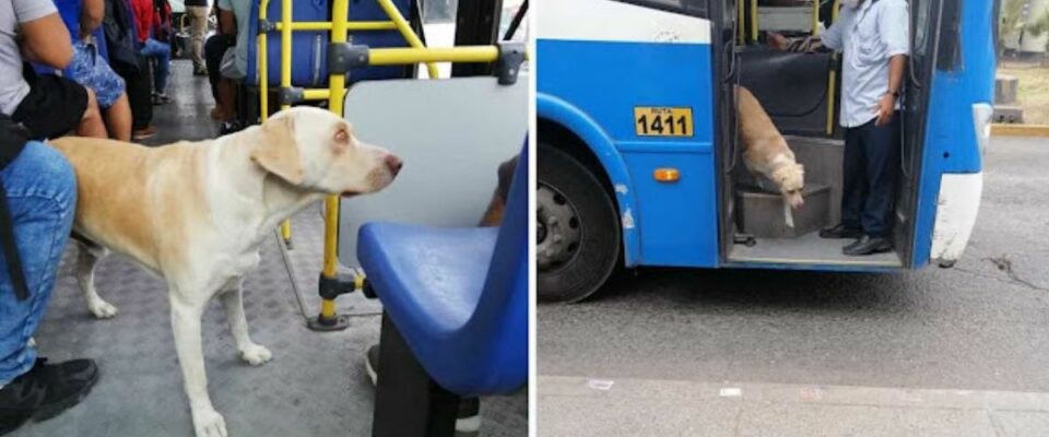 Cão perdido entra no ônibus todos os dias a procura de seu tutor