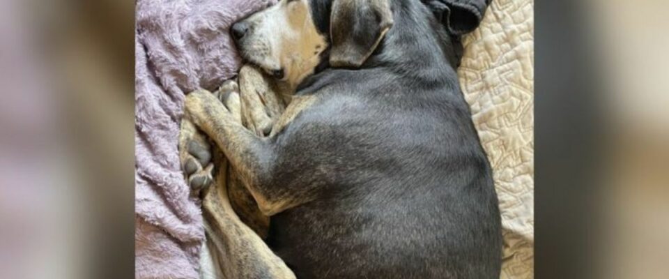 Cão que nunca teve lar tira sua primeira soneca em uma cama de verdade