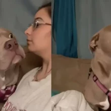 Cão tem a melhor reação quando sua mãe começa a latir