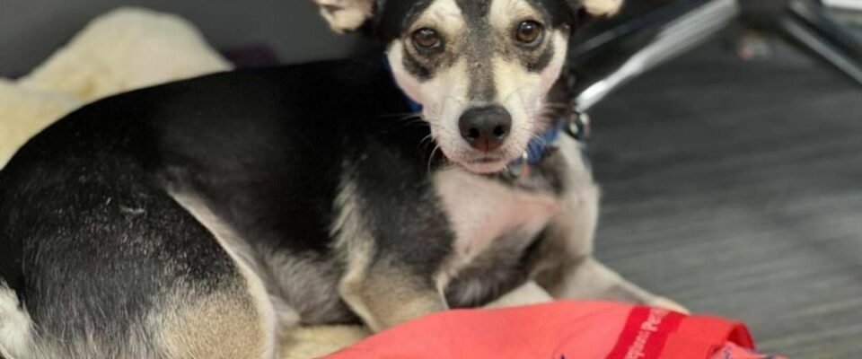 Cãozinho adotado vence o câncer depois de 17 rodadas de quimioterapia