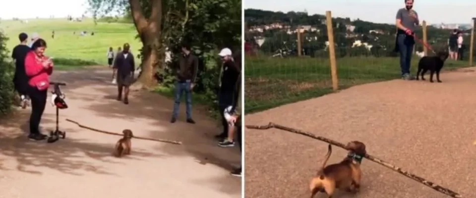 Cãozinho carrega um galho de árvore maior que ele e faz todos sorrirem