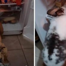 Coelho ganha ajuda de cachorro para poder devorar a comida do seu tutor