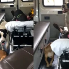 Dois cães acompanham tutor em uma ambulância, eles recusaram a sair