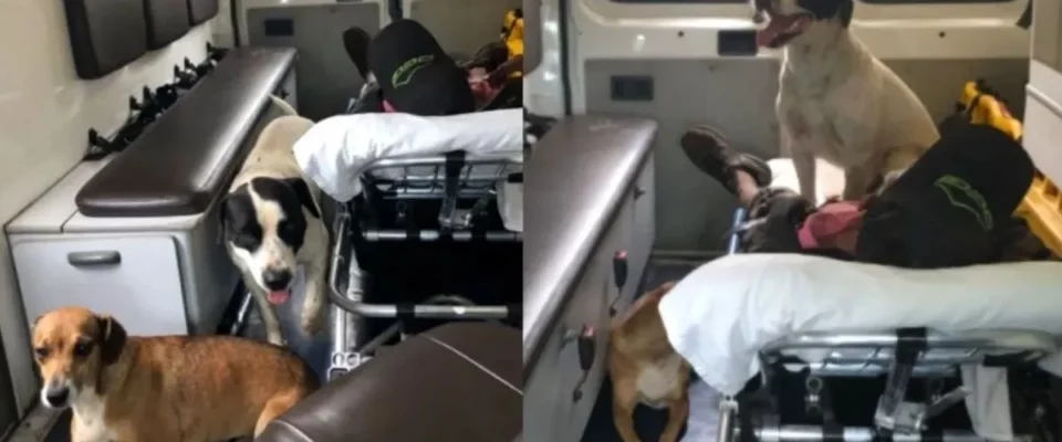 Dois cães acompanham tutor em uma ambulância, eles recusaram a sair