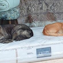 Dono de loja de móveis coloca colchão para cães de rua dormirem