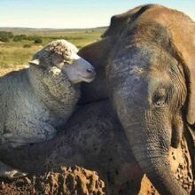 Elefante órfão encontra conforto e amizade em uma ovelha