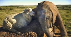 Elefante órfão ganha amizade de uma ovelha que o ajuda a superar tudo