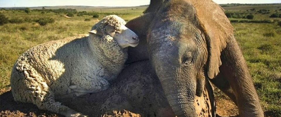 Elefante órfão encontra conforto e amizade em uma ovelha
