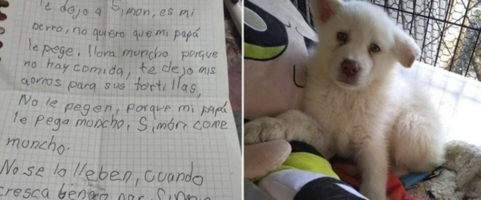 Garotinho escreve carta comovente ao cão que deixou no abrigo
