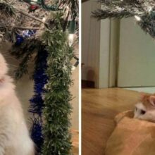 Gatinho fica triste quando a árvore de Natal desaparece a cada ano