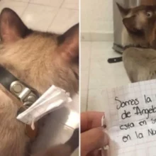 Gato chega em casa com um bilhete revelando sua vida dupla