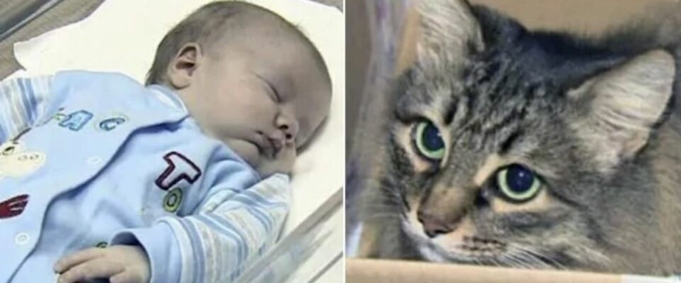 Gato de rua aquece um bebê abandonado até o resgate chegar
