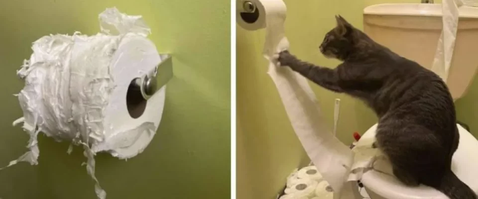 Gato destrói rapidamente o estoque de papel higiênico de sua mãe