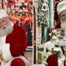 Gato que parece mal-humorado encontra o Papai Noel pela primeira vez