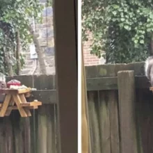 Homem constrói adorável mesa de piquenique para esquilos no quintal
