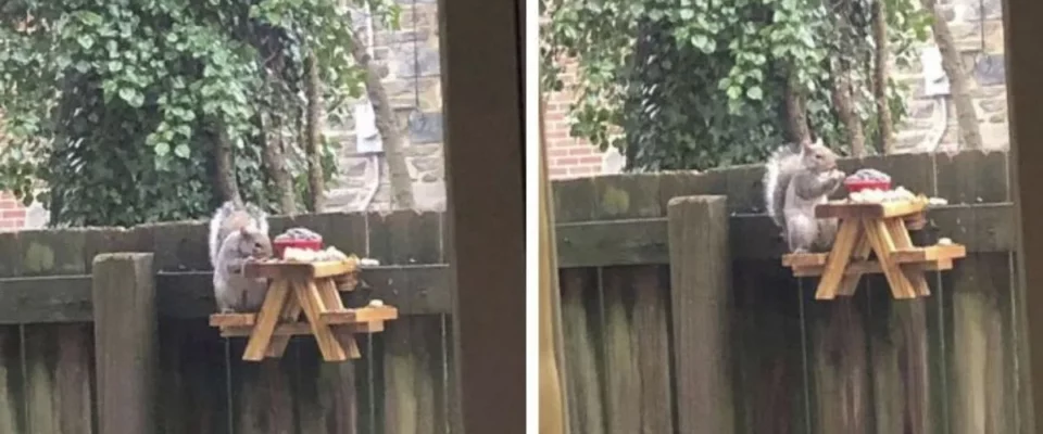 Homem constrói adorável mesa de piquenique para esquilos no quintal