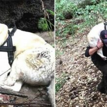 Homem resgata cachorro cego perdido na floresta por uma semana