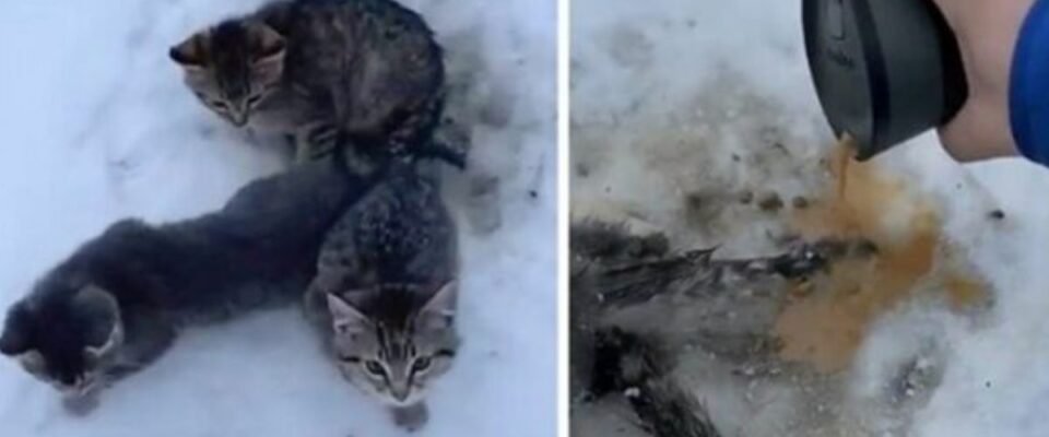 Homem salvou 3 gatinhos congelados com o seu café quente