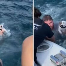 Jovens encontram cachorro sozinho no meio do oceano