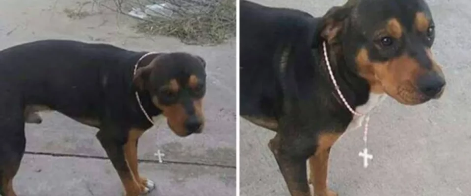 Trabalhadores dão rosário a cão de rua para “proteção de Deus”