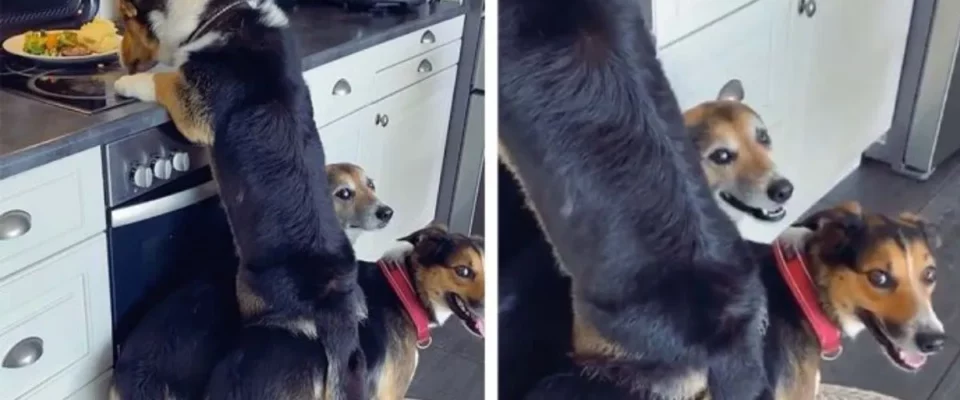 Cão e seus irmãos trabalham juntos para roubar o jantar do seu humano