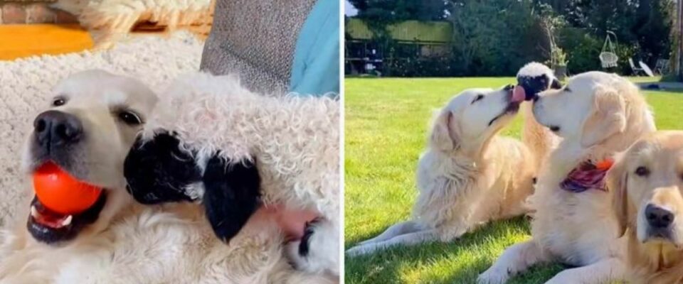 Cachorro adota cordeiro bebê após ser rejeitado por sua mãe
