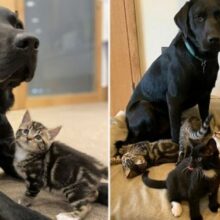 Cachorro resgatado ajudou a criar 7 gatinhos órfãos