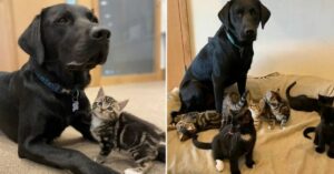 Cachorro resgatado ajudou a criar 7 filhotes de gatinhos órfãos