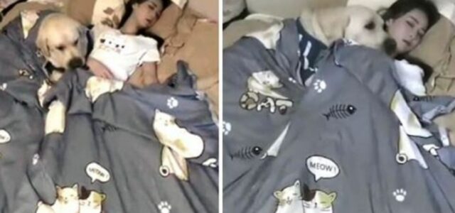Câmera registra cão cobrindo a sua tutora para que não passe frio