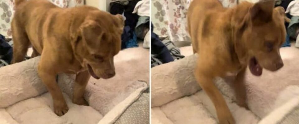 Cão cego salvo está emocionado em ganhar a sua própria cama