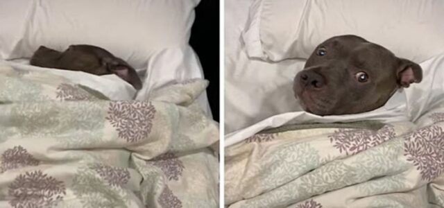 Cão dormindo como um humano fica bravo depois que a luz é ligada
