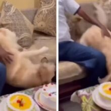 Cão finge queda no sofá e aproveita momento para comer pedaço de bolo