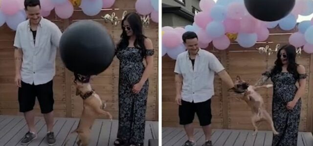Cão foi estourar balão de chá revelação, mas balão sai voando para o céu