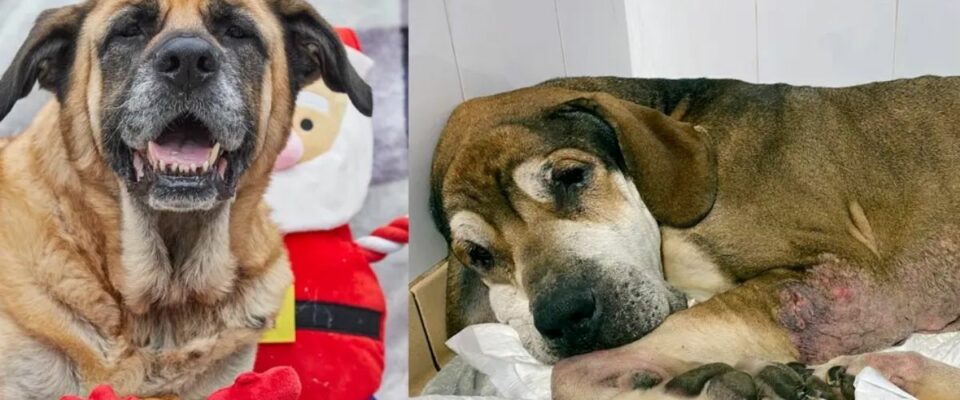 Cão idoso abandonado no Natal fica feliz em encontrar um novo lar