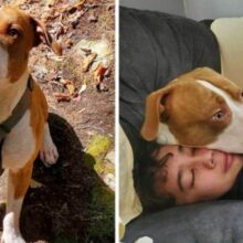 Cão resgatado percebe que algo está acontecendo e salva seu humano