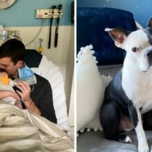 Cão salva a vida de um bebê depois que ele parou de respirar
