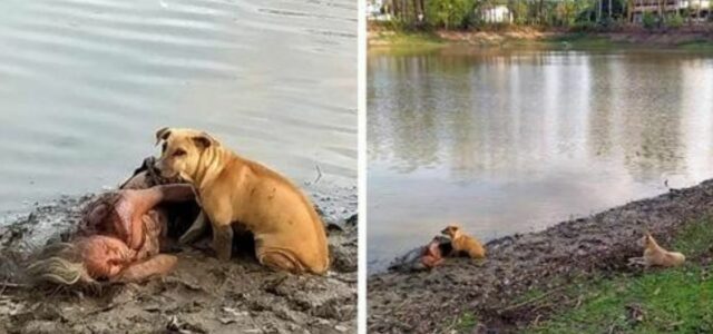 Dois cachorros salvam sua tutora cega que desmaiou na beira do Rio