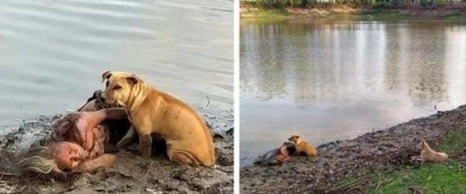 Dois cachorros salvam sua tutora cega que desmaiou na beira do Rio