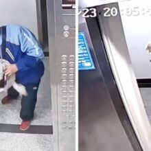 Entregador salva a vida de um cachorro preso na porta de um elevador