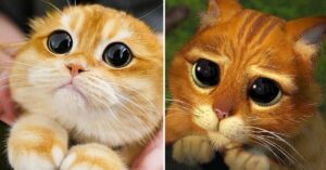 Gato se parece com o gatinho do Shrek