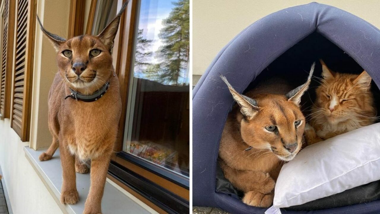 GATO CARACAL SELVAGEM, É PERIGOSO CRIAR UM GATO CARACAL SELVAGEM? COMO AS  PESSOAS CRIAM O CARACAL 