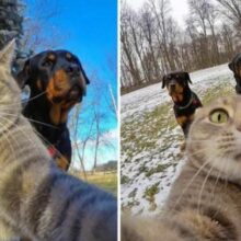 Gato tira Selfies com cachorros grandes e faz sucesso nas redes sociais